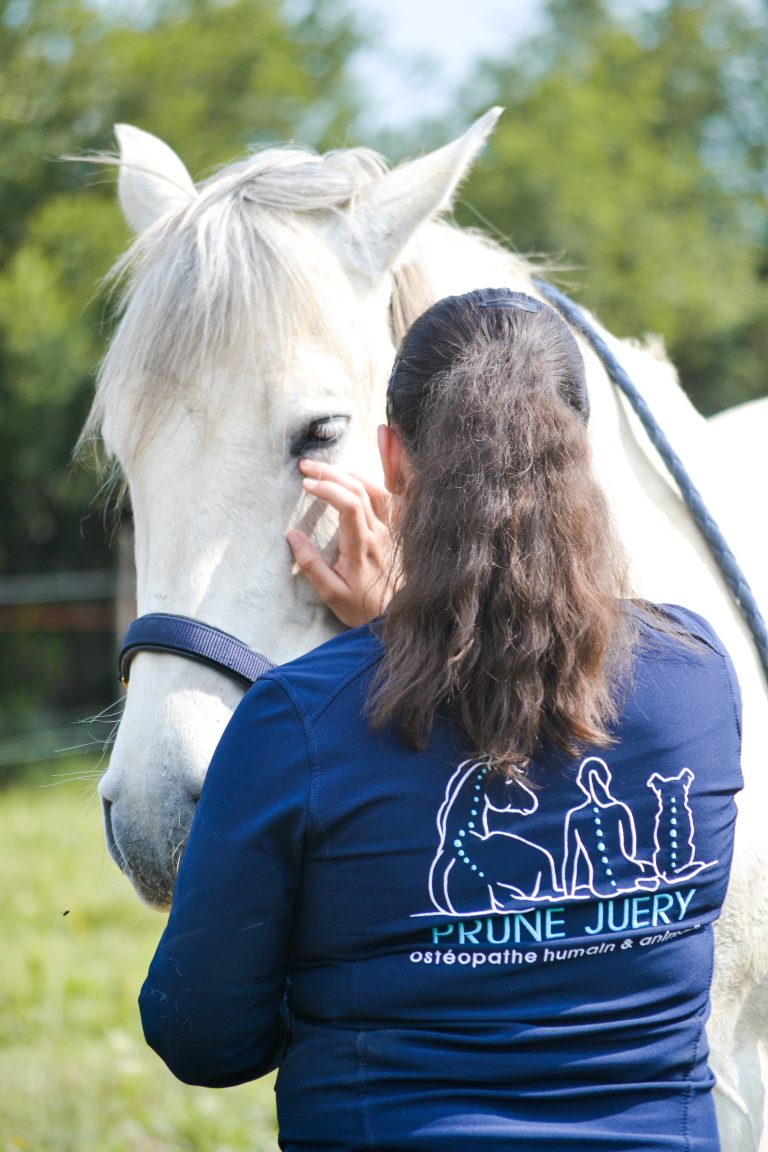 osteoapthe en train de manipuler un cheval